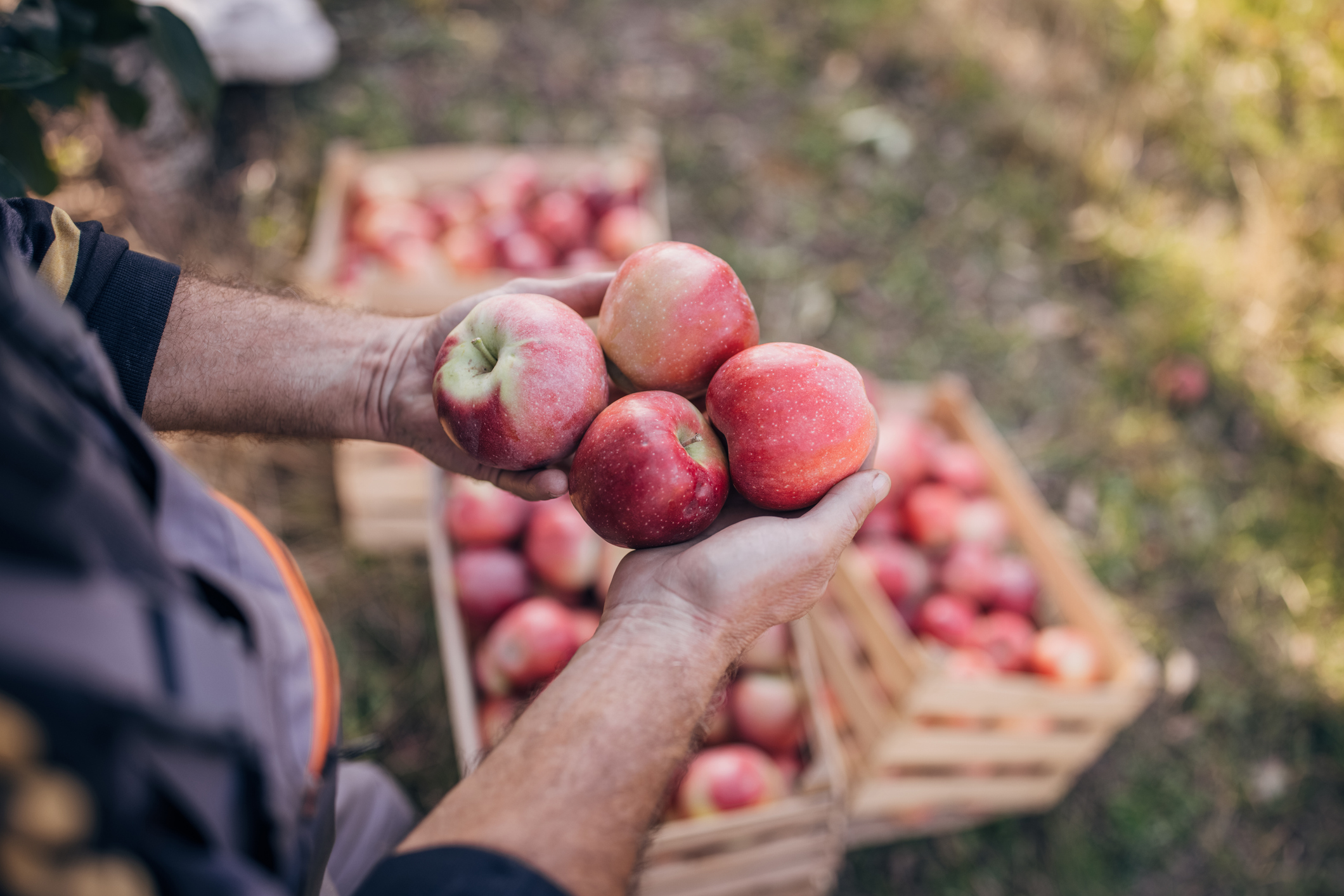 hands holding apples